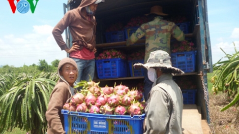 Vì sao người trồng thanh long quay lưng với VietGap? (11/8/2016)