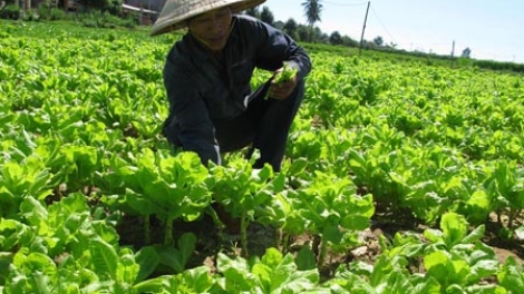 Sản xuất thực phẩm sạch: Đừng đem con bỏ chợ (1/8/2016)