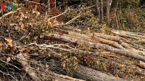 Có hay không lợi ích nhóm trong các vụ chặt phá rừng trái phép và phù phép rừng nguyên sinh sang rừng nghèo kiệt để chặt phá (22/8/2016)