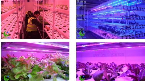 Ứng dụng công nghệ LED trong chăn nuôi. (23/8/2016)