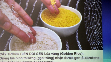 Cần thông tin đầy đủ và minh bạch khi phát triển cây trồng biến đổi gen ở Việt Nam (9/8/2016)