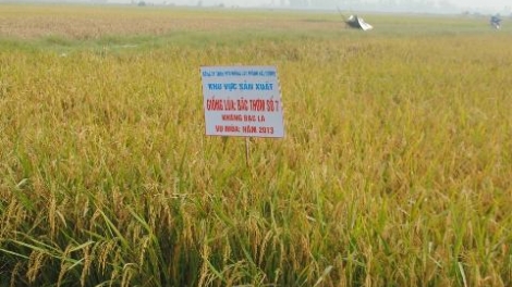 Những trăn trở trong quá trình tạo ra những giống lúa kháng bệnh bạc lá (11/8/2016)