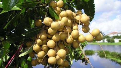 Nhãn Đồng Tháp - niềm vui xuất ngoại (30/8/2016)