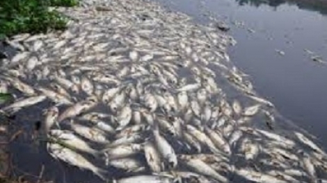 Bao giờ môi trường biển ở miền Trung trở lại như trước khi sự cố ô nhiễm xảy ra? (23/8/2016)