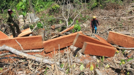 Nhiều cánh rừng vẫn bị xẻ thịt dưới mũ hợp pháp sau lệnh đóng cửa rừng tự nhiên của Thủ tướng Chính phủ. (09/8/2016)