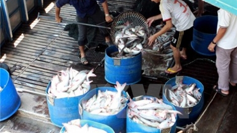Thương lái Trung Quốc ồ ạt nhập khẩu cá tra, rồi lại hạn chế nhập khẩu khiến người nuôi cá tra ở đồng bằng sông cửu Long điêu đứng (11/8/2016)