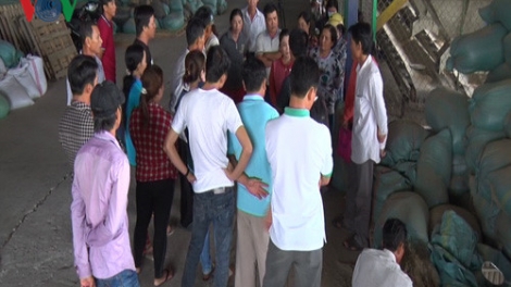 Hậu Giang: “Cò lúa” bị tố quịt tiền mua lúa của nông dân đã lộ diện (9/8/2016)