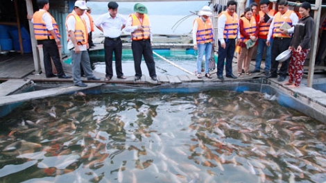 Để phát triển nuôi cá lồng bền vững trên sông, hồ vùng trung du miền núi phía Bắc (28/9/2016)