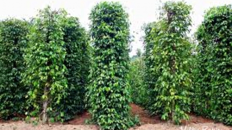 Hướng dẫn nhận biết sớm và phòng chống một số bệnh thường gặp ở cây hồ tiêu. (07/9/2016)
