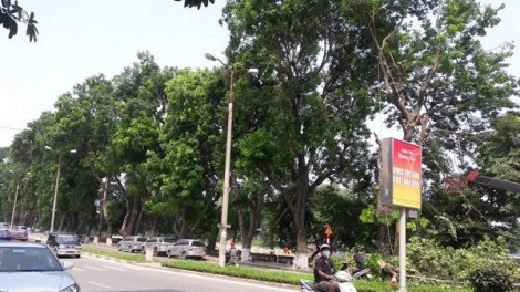 Hà Nội bắt đầu thực hiện di chuyển hơn 100 cây xanh lớn trên tuyến đường Kim Mã để giải phóng mặt bằng phục vụ cho Dự án tuyến Đường sắt đô thị Nhổn – ga Hà Nội. (Thời sự chiều 16/9/2016)