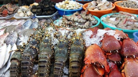 Người dân không sử dụng hải sản tầng đáy trong vòng 20 hải lý tại vùng biển 4 tỉnh Hà Tĩnh, Quảng Bình, Quảng Trị và Thừa Thiên Huế. (Thời sự chiều 20/9/2016)