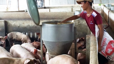 Giảm chi phí đầu vào chăn nuôi từ thuốc thú y (24/9/2016)