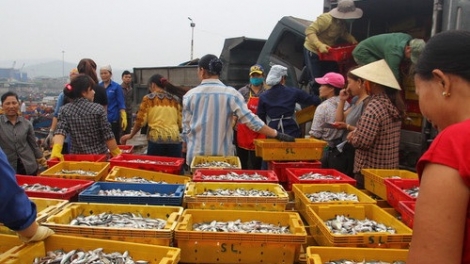 Bộ Y tế công bố chất lượng hải sản tại 4 tỉnh Bắc Miền Trung (Thời sự trưa 20/9/2016)