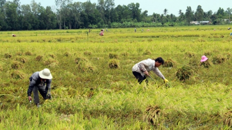 Đồng bằng sông Cửu Long thu hoạch lúa hè thu chính vụ với nỗi lo giá lúa sụt giảm mạnh, thương lái không thu mua dù đã đặt cọc. (Thời sự chiều 11/9/2016)