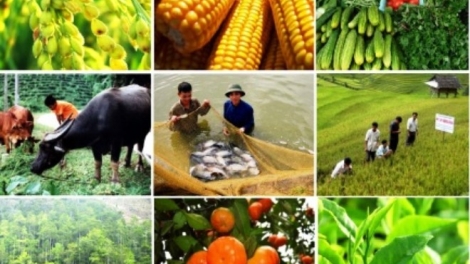 Nông nghiệp bền vững và nỗi niềm người nông dân (17/9/2016)