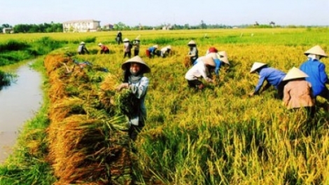 Đồng bằng sông Hồng: Hướng tới sản xuất vụ đông xuân thắng lợi (20/1/2017)