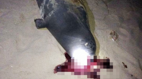 Nhiều ý kiến bày tỏ sự phẫn nộ và đề nghị trừng trị người đánh chết một chú hải cẩu lên bờ vui đùa với người dân tại bãi biển Bình Thuận (5/1/2017)