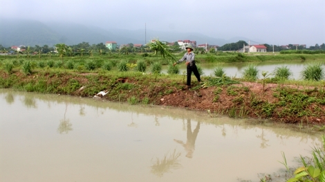 Người làm sống dậy những cánh đồng bỏ hoang ở huyện Vũ Thư, tỉnh Thái Bình (17/1/2017)