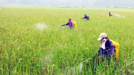 Phòng trừ sâu bệnh hại lúa Đông Xuân (10/01/2017)