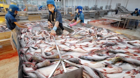 EU cảnh báo sẽ dừng nhập khẩu mặt hàng thủy sản nếu Việt Nam không tuân thủ các quy định mới   (Thời sự đêm 07/10/2017)