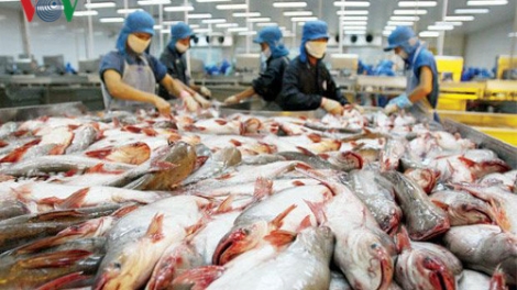 Tìm giải pháp phát triển thị trường cá tra (9/10/2017)