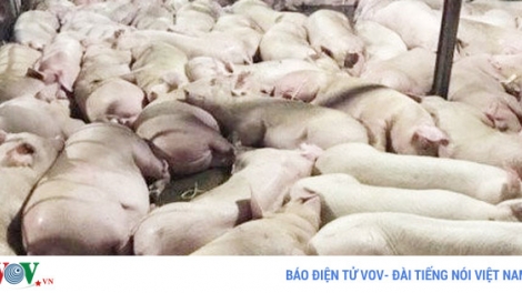 Lỗ hổng trong quản lý an toàn vệ sinh thực phẩm từ câu chuyện gần 4.000 con heo bị tiêm thuốc an thần (6/10/2017)