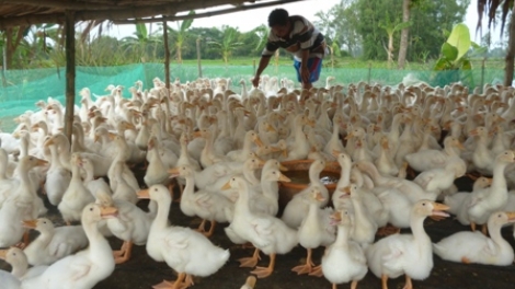 Những cố gắng của người chăn nuôi Đồng Tháp để có trứng vịt truy xuất nguồn gốc. (10/10/2017)