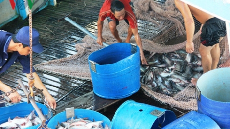 Phát triển tiêu thụ cá tra vào thị trường Trung Quốc (23/10/2017)