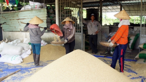 Liên kết sản xuất, ai bảo vệ người nông dân (5/10/2017)