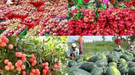 Phải coi rau quả là sản phẩm chủ lực quốc gia (17/11/2017)