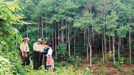 Phát triển lâm nghiệp bền vững (30/11/2017)