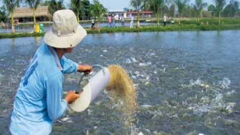 Phòng bệnh cho cá nước ngọt khi chuyển mùa (01/11/2017)