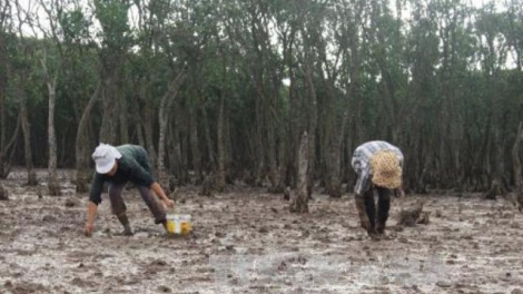 Thanh Hóa- Rừng ngập mặn bảo vệ người dân trước thiên tai  (20/11/2017)