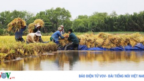 Từ biến động thị trường nhìn lại thực tế ngành lúa gạo Việt Nam (1/11/2017)