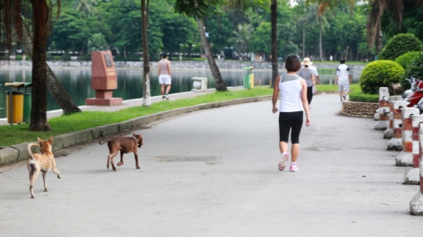 Hà Nội sau 2 tháng quản lý chó thả rông theo Nghị định 90 của Chính phủ (09/11/2017)