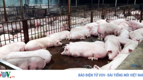 Thành phố Hồ Chí Minh kỷ luật hàng loạt cán bộ liên quan đến vụ lợn bị tiêm thuốc an thần tại huyện Củ Chi (Thời sự đêm 7/12/2017)