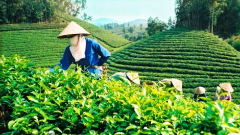 Xây dựng chuỗi liên kết sản xuất: Doanh nghiệp và nông dân cùng tham gia hợp tác xã (02/12/2017)