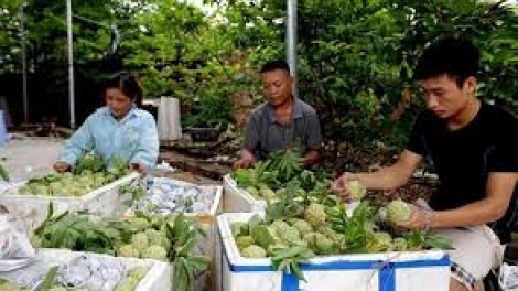 Chương trình "Mỗi xã một sản phẩm": Làn gió mới cho xây dựng nông thôn mới. (14/12/2017)