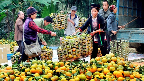 Tiêu thụ nông sản: Bài toán khó giữa cung và cầu (24/12/2017)