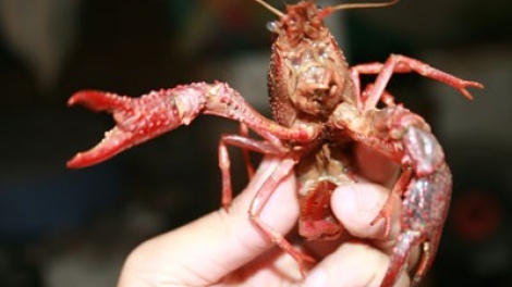 Việc quản lí sinh vật ngoại lai và trách nhiệm của cơ quan chức năng và chính quyền địa phương (10/2/2017)