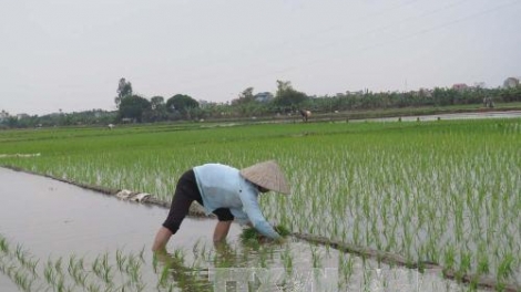 Những lưu ý trong vụ xuân ấm 2017 (10/02/2017)