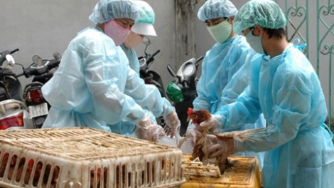 Bộ Y tế cảnh báo 3 chủng cúm gia cầm nguy hiểm, có nguy cơ thâm nhập và bùng phát tại nước ta (Thời sự trưa 21/02/2017)