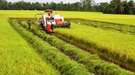 Xây dựng thương hiệu gạo bền vững (18/2/2017)