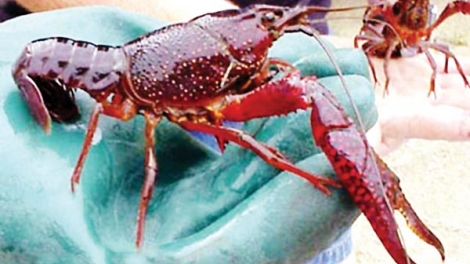 Cần quản lý việc nuôi, thả sinh vật ngoại lai hiện nay như thế nào? (09/02/2017)