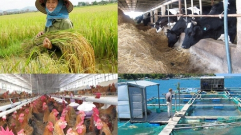 Cần tháo gỡ những rào cản cho doanh nghiệp đầu tư vào nông nghiệp (24/3/2017)