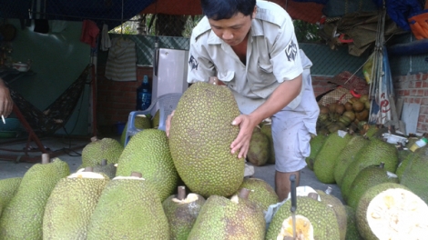 Mít Thái siêu sớm giá tăng cao, nông dân đổ xô trồng (16/3/2017)