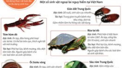 Thực trạng và giải pháp phòng ngừa sinh vật ngoại lai (9/3/2017)