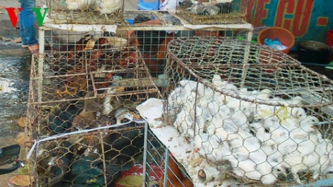Phòng chống dịch cúm gia cầm ở các địa phương (6/3/2017)