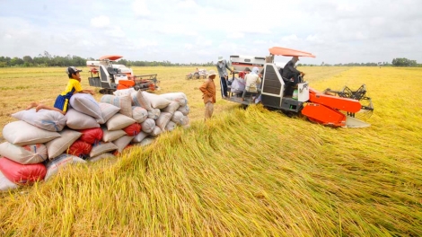 Thay đổi phương thức sản xuất để nâng cao chất lượng ngành lúa gạo Việt Nam (28/3/2017)