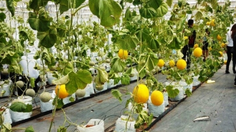 Liên kết để phát triển nông nghiệp công nghệ cao (15/3/2017)